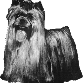  GREGOIRE &mdash; Labaza DogPedigree YorkshireTerrier